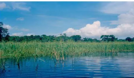 Figura 7: Plantas de Oryza glumaepatula e O. latifolia coexistindo na mesma área, na Baía do Tamengo,  Rio Paraguai, no Estado de Mato Grosso