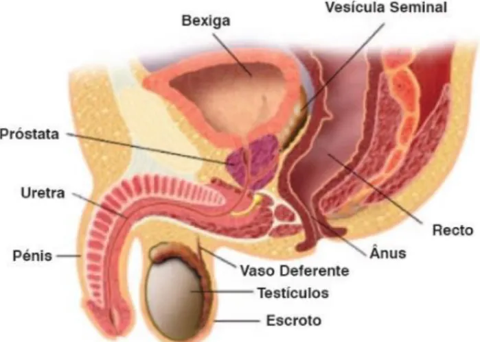 Figura 2. Órgãos do sistema urinário masculino. [5]