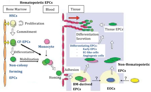 Figure   3   –   Putative   circulating   EPCs   dynamics.   Adapted   from   Asahara,   T