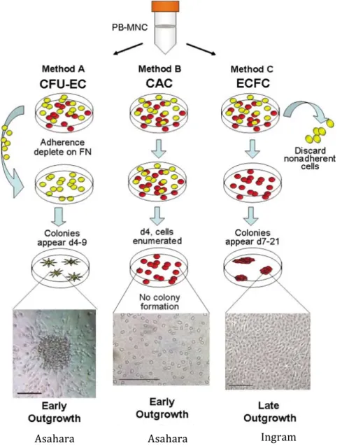 Figure   4   –   Common   methods   of   EPCs   isolation   and   culture.   Method   A:   CFU-­‐ECs   are   obtained   after   a   culture    period    of    5-­‐days,    where    non-­‐adherent    MNCs    differentiate    into    adherent    EPC    colon