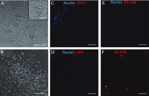 Figure    8    –    CD34 +     cells    morphology    and    phenotypic    expression    after    5    days    in    culture