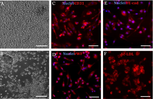 Figure   9   –   CD34 + -­‐derived   cells   morphology    and   phenotypic   expression   after    21   days   in   culture