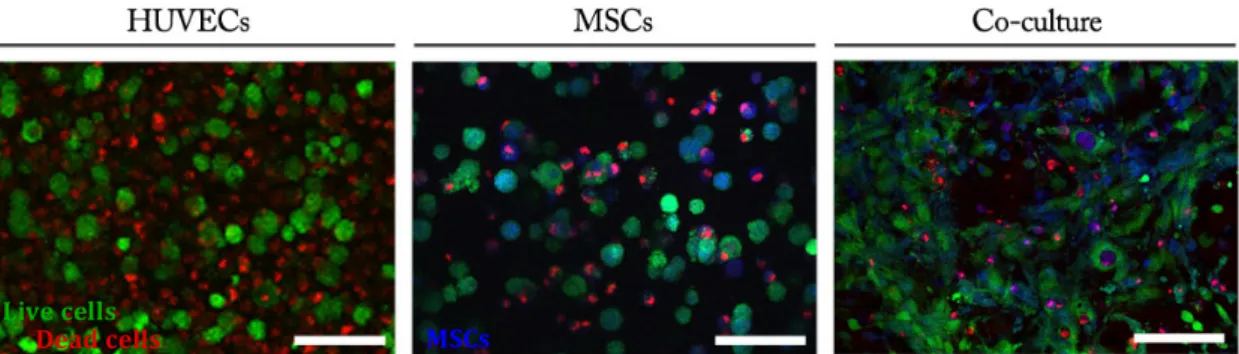 Figure    10    –    Metabolic    activity    of    HUVECs/MSCs    3D    cultures    throughout    a    3-­‐day    culturing    period