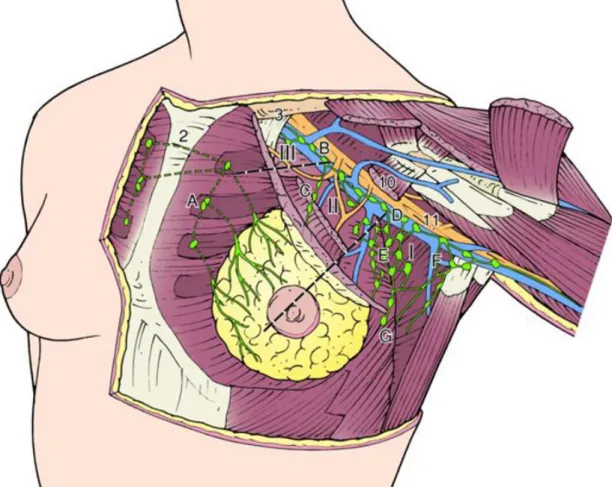 Figura 1.1. Drenagem linfática da mama, mostrando os grupos e níveis dos gânglios linfáticos