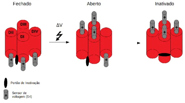 Figura  5  Cinética  de  ativação  dos  canais  de  sódio  dependentes  de  voltagem.  Estão  mostrados  os  três  estágios  básicos  do  canal  de  sódio  (fechado,  aberto  e  inativado)