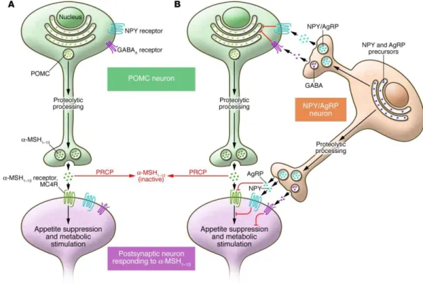 Figura  4:  Circuito  neuronal  no  hipotálamo  que  regula  o  apetite  e  o  metabolismo