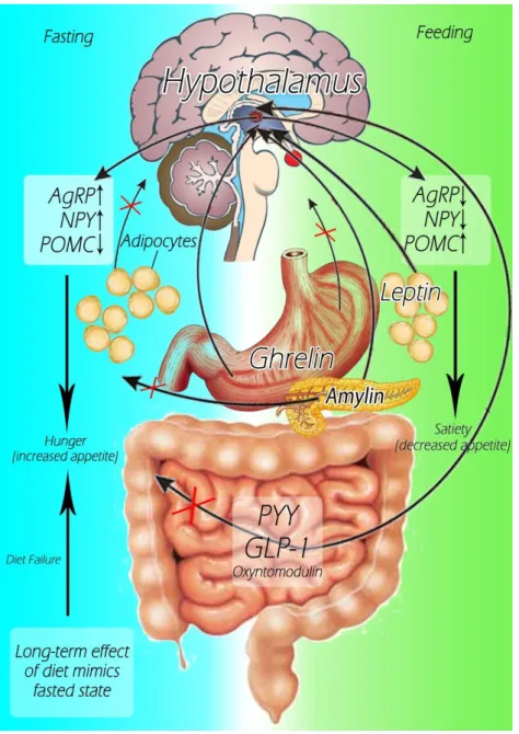 Figura  8:  Ação  das  hormonas  orexigénicas  e  anorexigénicas  nos  estados  de  jejum  e  pós-prandial