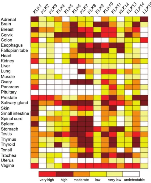 Figure 4 –KLKs expression patterns in adult tissues. mRNA concentration for each KLK  (as indicated in  top row) and tissue