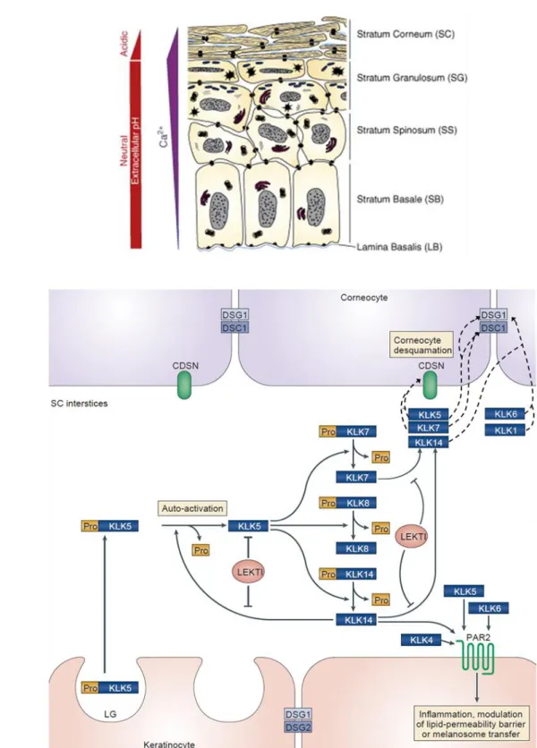 Figure  6  –  Schematic  representation  of  epidermis  architecture  and  KLK  proteolytic  cascade  in  the  skin