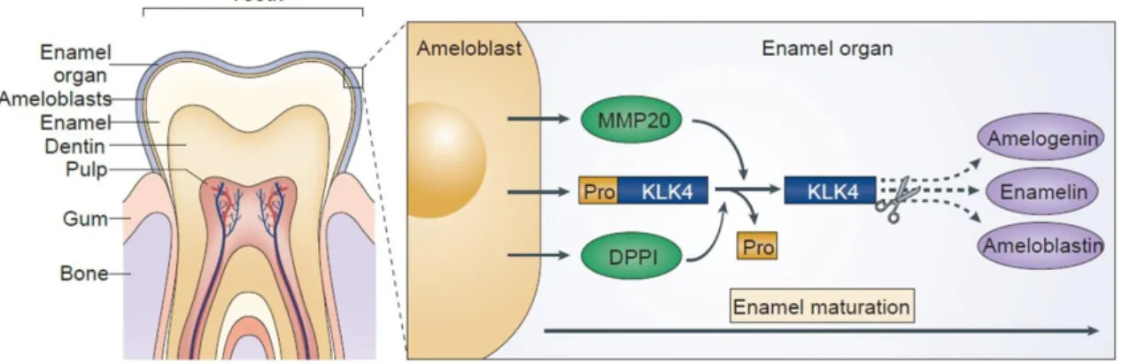 Figure  7 –  KLK4  in  tooth  enamel  formation.  The  ameloblasts  secrete  a  protein-rich  matrix  composed  by  amelogenin,  enamelin  and  ameloblastin,  as  well  as  KLK4,  MMP20  and  DPP1  proteases