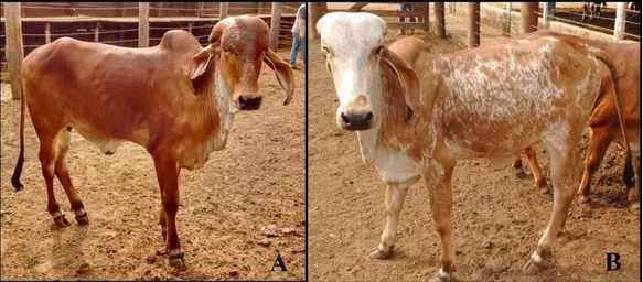 Figura  7.  Fêmeas  bovinas  da  raça  Gir  Leiteiro  com  um  ano  de  idade  em  que  se  procedeu  a  coleta  das  células  do  fluido  amniótico,  células  do  tecido  adiposo  e  fibroblastos