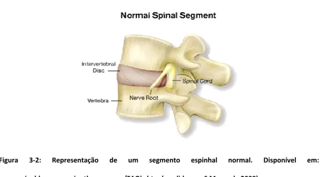 Figura  3‐2:  Representação  de  um  segmento  espinhal  normal.  Disponível  em: 