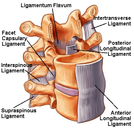 Figura  3‐4:  Representação  esquemática  dos  ligamentos  intrasegmentares  e  os  intersegmentares. 