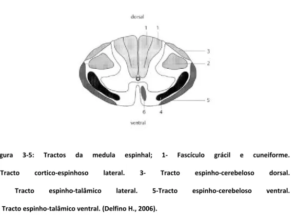 Figura  3‐5:  Tractos  da  medula  espinhal;  1‐  Fascículo  grácil  e  cuneiforme. 