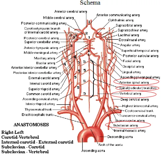 Figura  3‐7:  Esquema  pronomerizado  da  origem  da  artéria  espinhal  anterior  (adaptado  de:  Frank  H. 