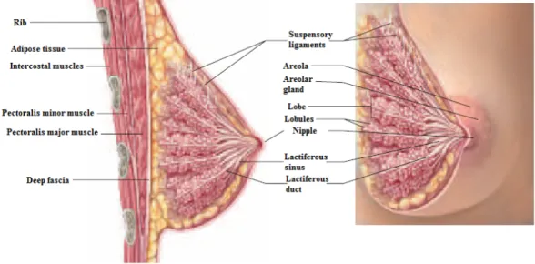 Figure 1.1: Anatomy of the breast. Adapted from [2]