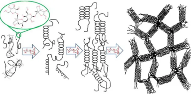 Figure 3.1: Molecular structure and self-gelling property of agarose. Adapted from [14]