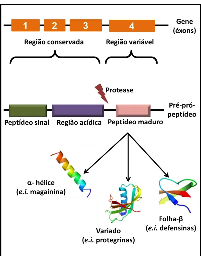 Figura  1. Estrutura geral do cDNA codificador de peptídeos antimicrobianos.  Em coloração laranja estão  representados  os  éxons  presente  na  estrutura  gênica