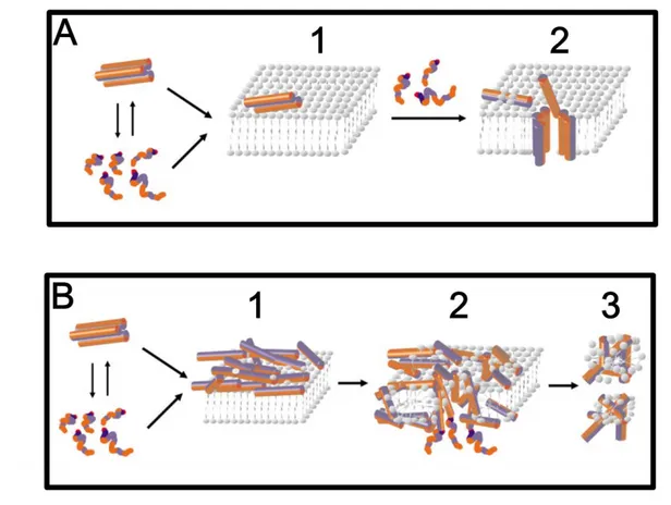 Figura  3.  Exemplos  de  modelos  para  mecanismo  de  ação  de  peptídeos  antimicrobianos