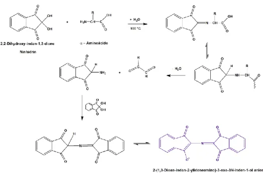 Figura 8. Reação de ninhidrina para detecção de amina primária. Teste de Kaiser, Troll e Cannan, 1953