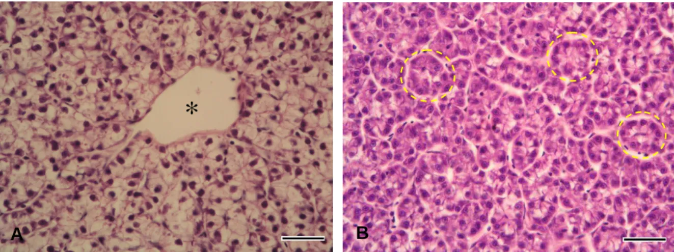 Figure 3 – Normal liver parenchyma in MNNG plus estradiol exposed brown trout. A - Note  the  highly  vacuolated  hepatocytes  with  a  very  small  area  of  basophilic  perinuclear  cytoplasmic