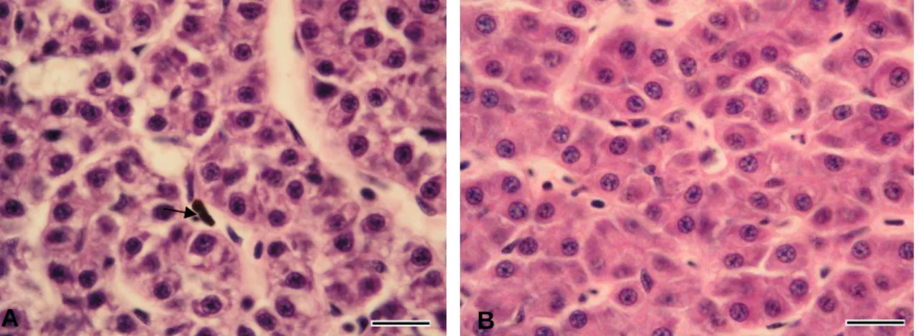 Figure 6 – Normal liver parenchyma in MNNG exposed brown trout. A - Note the moderate  vacuolated  hepatocytes  with  basophilic  cytoplasmic  areas