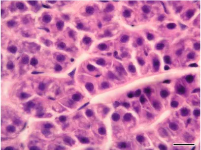 Figure  7  –  Normal  liver  parenchyma  in  a  non-exposed  brown  trout.  Small  discrete  vacuoles  are  present  in  the  amphophilic  cytoplasm  of  the  hepatocytes