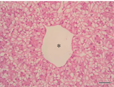 Figure 8 – Normal liver parenchyma in the dab. The marked vacuolization of hepatocytes  can  be  noted  as  well  as  the  relatively  indistinct  hepatocellular  architecture