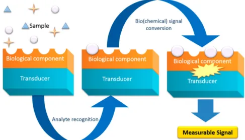 Figure 1. Operative scheme of a standard biosensor. The biological part is either integrated  or closely associated with the physical transducer, and behave as a recognition element,  capable to detect a specific biological analyte