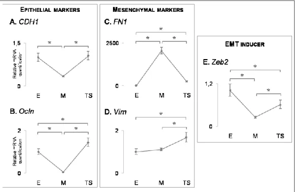 Figure 8 – Relative mRNA quantification of Epithelial and Mesenchymal markers and an EMT  inducer (one biological replicate).A.CDH1revealed a trend to decrease with EMT and to increase  with  MET