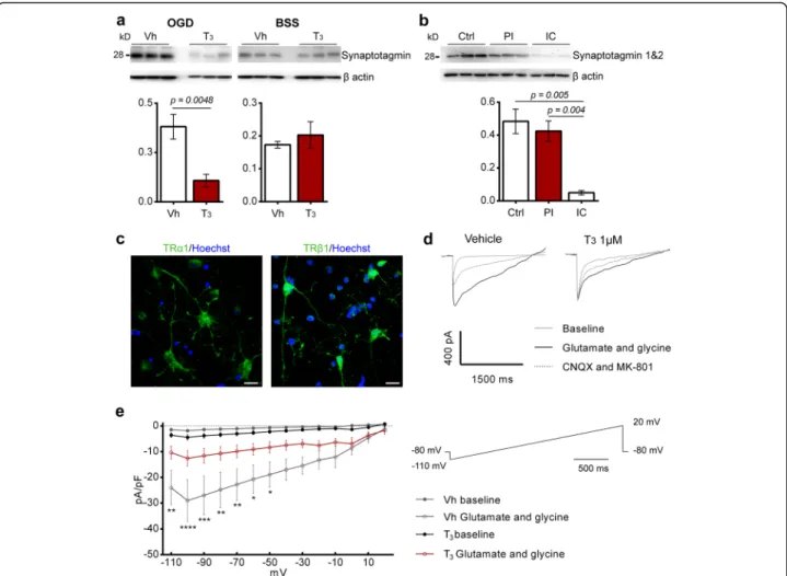 Fig. 5 Treatment with T 3 1 μ M for 48 h inhibits iGluRs evoked currents in cultured cortical glutamatergic neurons and downregulates
