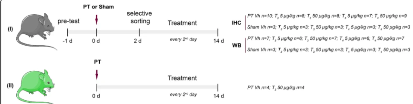 Fig. 1 Experimental design. In Study I C57BL/6 mice were pre-tested before photothrombosis (PT) or sham operations to assess limb placement.