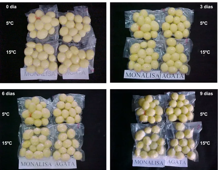 Figura  1.  Batatas  minimamente  processadas,  embaladas  e  armazenadas  a  5  e  15  ºC  por  0,  3,  6,e  9  dias