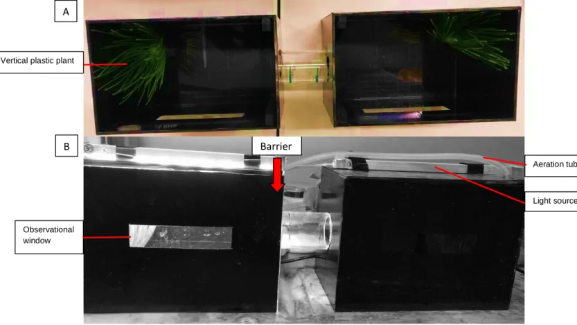Fig. 5 – Conditioned Place Aversion experimental apparatus top (A) and front view (B)