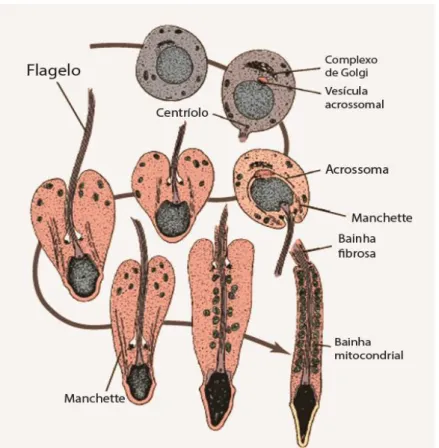 Figura 3: Fases da formação do espermatozoide, espermiação. Adaptada de Ross &amp; Pawlina, 2011