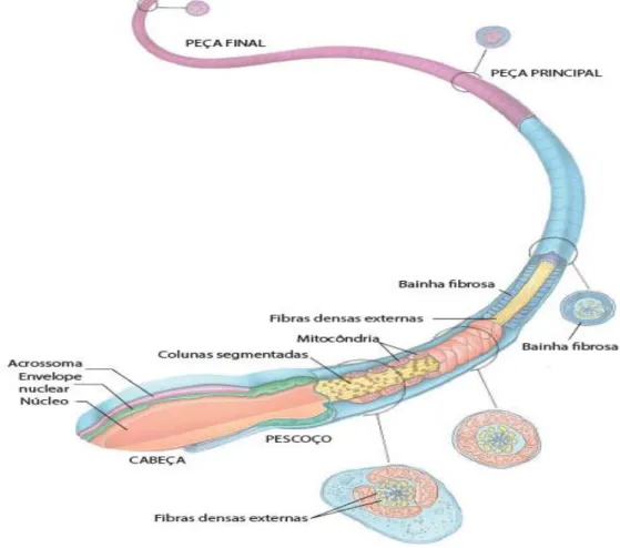 Figura 4: Estruturas do espermatozoide humano. Adaptado de Gartner &amp; Hiatt, 2014. 