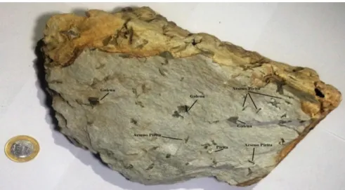 Figura 3.9 – Foto de amostra de metarenito com cristais de galena e arsenopirita desenvolvidos na matriz  da rocha