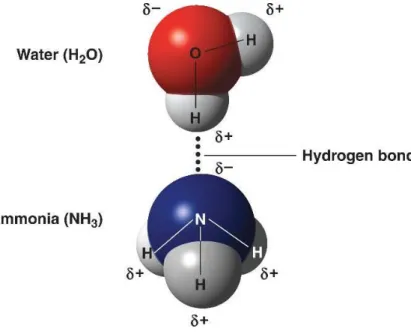 Figure 6 - Example of a hydrogen bond between water and ammonia molecules. (δ+) represents positive  partial charges and (δ-) represents negative partial charges due to atom electronegativity  33 .
