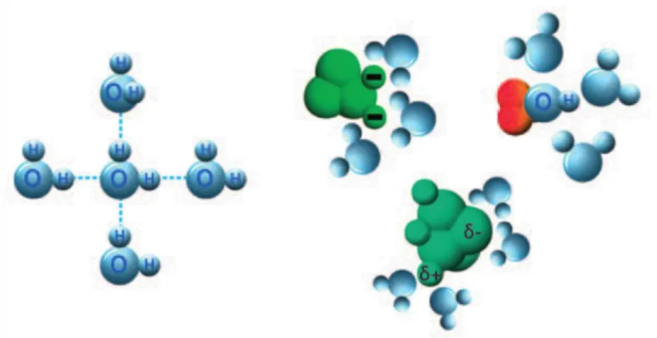 Figure 1.3.7 - Solubilizing properties of water molecules and its ability to  interact with dipoles and form hydrogen bonds  [31] .