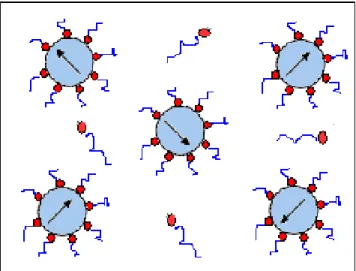 Figura 1.2 – Esquema de fluido magnético surfactado: as partículas não se aglomeram devido às moléculas  do surfactante