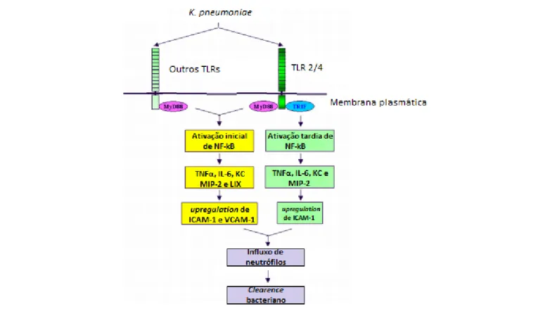 Figura  3.  Cascata  de  sinalização  via  Myd88  e  TRIF  promovendo  o  influxo  de  neutrófilos  e  consequente  clearence  bacteriano