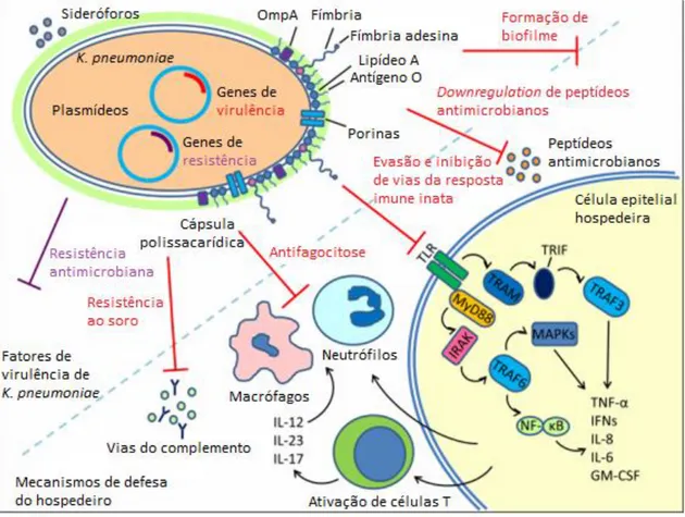 Figura  7.  Resumo  esquemático  dos  mecanismos  de  defesa  da  célula  hospedeira  mediante  os  fatores  de  virulência  de  Klebsiella