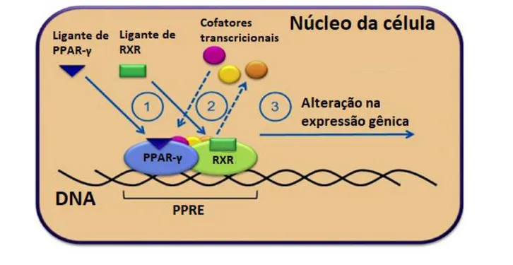 Figura 8. Ativação do PPAR-γ. Interação com o ligante específico com posterior dimerização com RXR e alteração na  expressão gênica