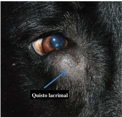 Figura 5 - Labrador Retriever fêmea de 3 anos de idade. A seta indica uma massa subcutânea no canto  ventromedial do olho direto, que corresponde a um quisto lacrimal