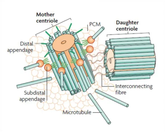 Figure  1.  Centrosome  structure.  Schematic  view  of  a  typical  animal  centrosome,  illustrating  the  mother  and  daughter  centrioles  that  formed  the  centriole  pair  associated  at  each  centrosome  surrounded  by  a  cloud  of  PCM  protein
