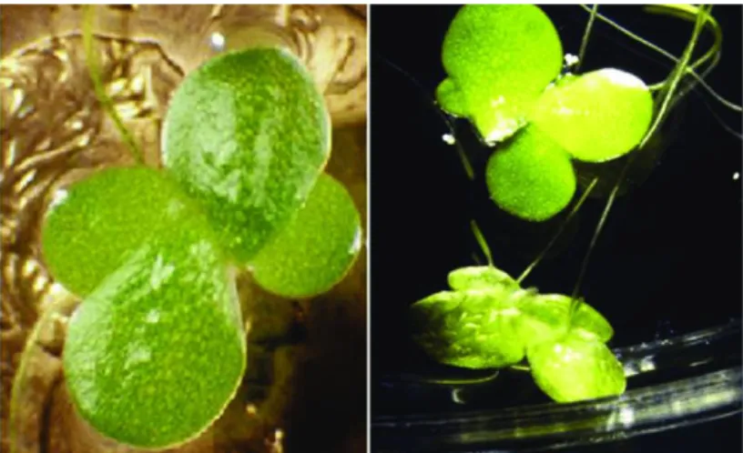 Figure 2.4 – L. minor (Source: Everett et al., 2012) 