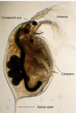 Figure 2.5 - Microscopic picture of a daphnid (Source: Ebert , 2005) 