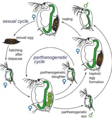 Figure 2.6 - Life cycle of a parthenogenic daphnid (Source: Ebert , 2005) 