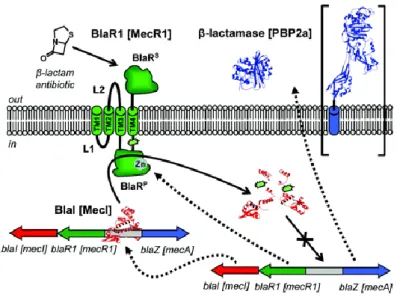 Figure  1 .  Regulation  systems  controlling  the  expression  of  β-lactamase  and  PBP2a  (shown in large brackets) in S