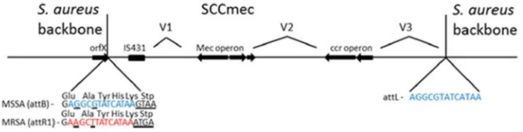 Figure 3.  Schematic illustration of the general arrangement of SCCmec. Adapted from  reference (54)